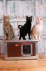 INFRA HEATED Thermo WOODY Cat house "CAT" insize