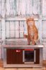 INFRA HEATED Thermo WOODY Cat house "CAT" insize