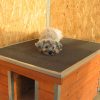 Thermo Madera dog house LT "2XL" insize
