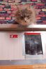 Thermo Renato Cat house "CAT" insize