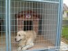 Mobile wooden flooring for kennel