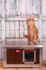 Thermo Woody Cat house "CAT" insize