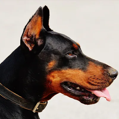 Dobermann kutya