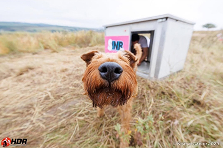 Kutya kennel gyártás
